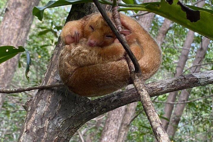 Damas Island Mangrove Boat Tour with Wildlife from Manuel Antonio