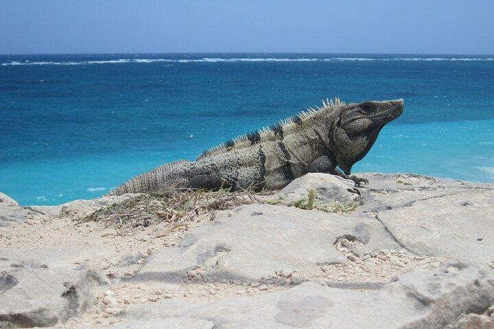Cancun Shopping Tour with Cancun Viewpoint and Puerto Cancun Mall