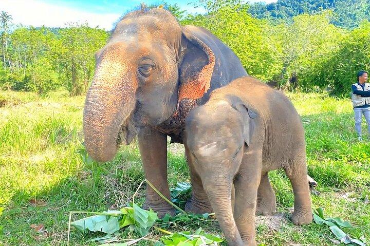Elephant Nature Care, the largest elephant sanctuary on Koh Samui
