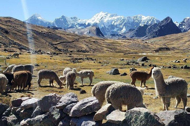 Full Day Ausangate 7 Lakes Tour from Cusco with Lunch