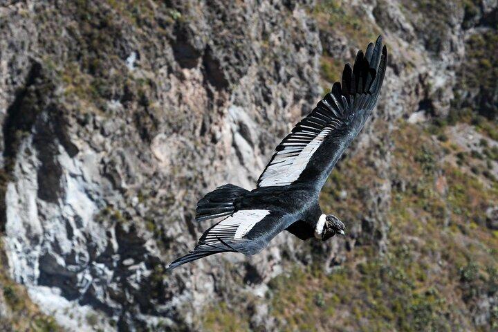 Private 2 Day Colca Canyon Tour from Arequipa to Puno