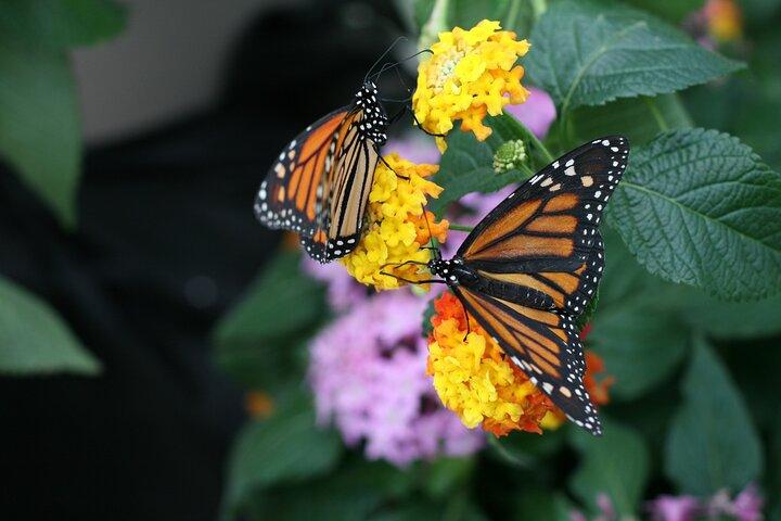 Audubon Zoo, Aquarium, and Insectarium Combo Ticket