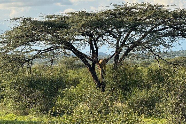 8 Days Kenya and Tanzania Great Wildebeest Migration Tour