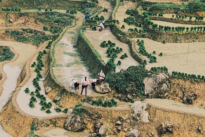 4-Day Sapa Trekking Tour: Rice Terraces, Villages & Homestays
