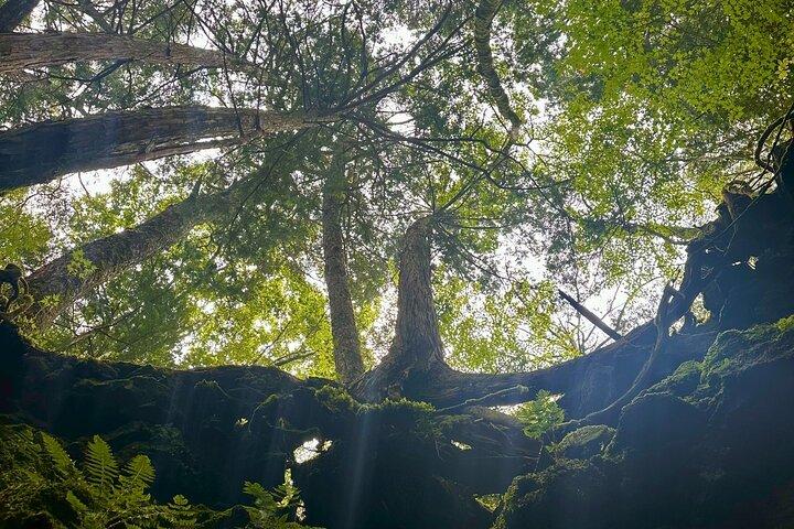 Mt Fuji Aokigahara Forest Adventure Hiking Tour