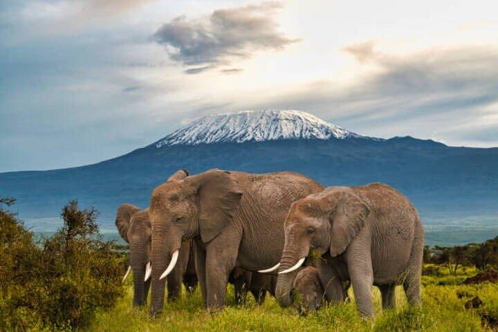 Private Day Tour Amboseli National Park View Mt. Kilimanjaro 4WD