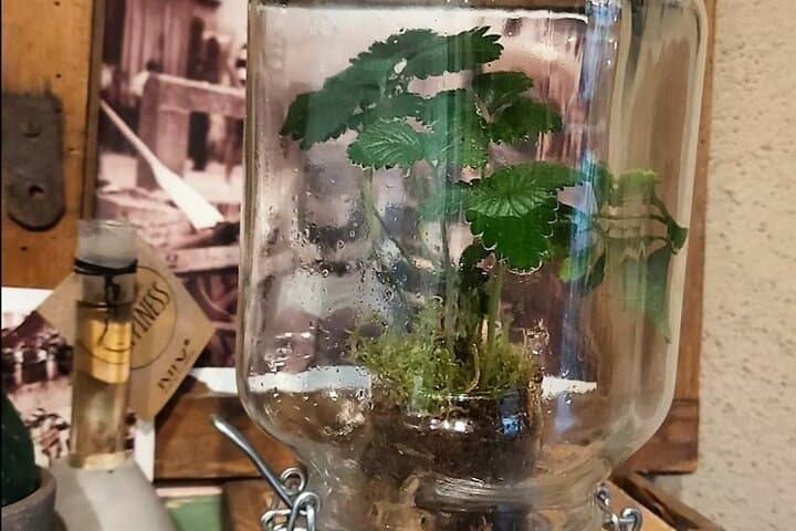 Create your Own Glass Garden Terrarium Workshop in Milan