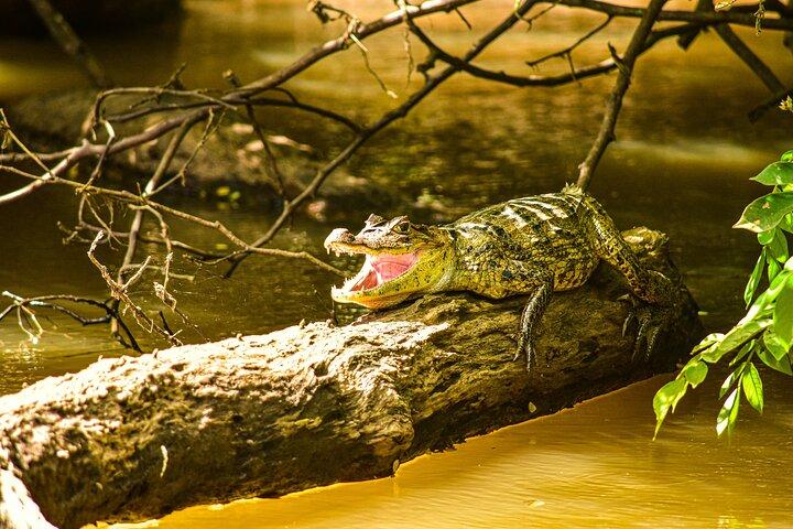 Caño Negro Wildlife Boat Safari from La Fortuna (Full-Day Tour)