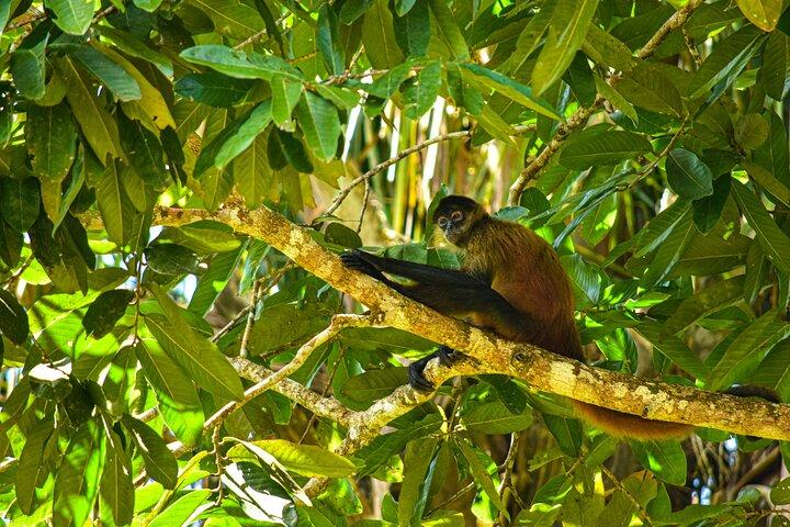 Caño Negro Wildlife Boat Safari from La Fortuna (Full-Day Tour)