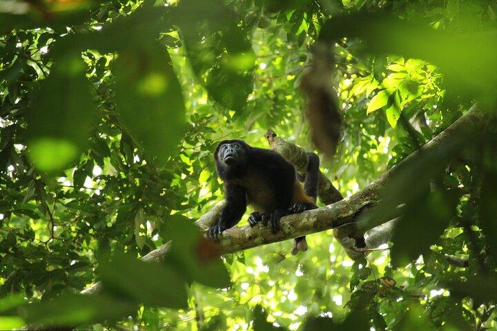 Wildlife & Nature River Safari Float on Peñas Blancas Half-Day