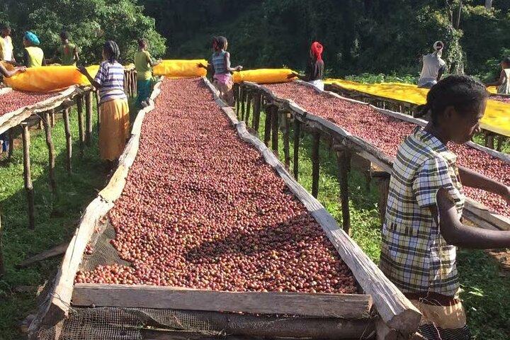 Private Half Day Tour in Fairview Coffee Farm from Nairobi