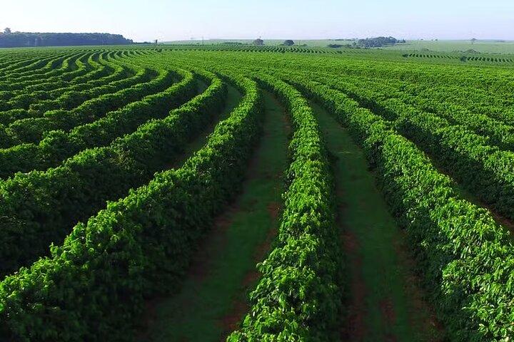 Private Half Day Tour in Fairview Coffee Farm from Nairobi