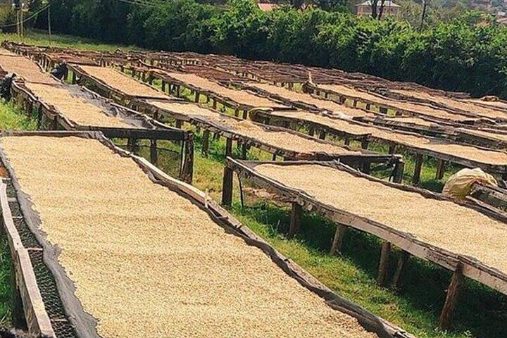 Private Half Day Tour in Fairview Coffee Farm from Nairobi