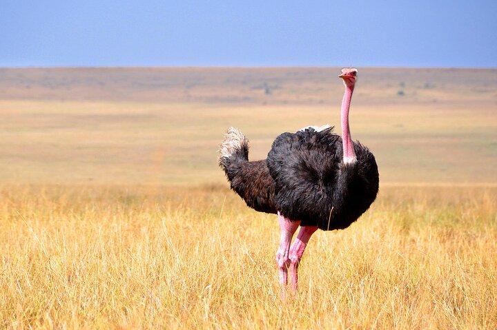 2 Day Fly In - Fly Out Zanzibar to Tarangire & Ngorongoro Safari