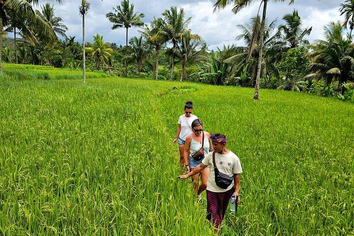 Lombok Private Trip: 4 Waterfalls, Rice Fields & Jungle Trek