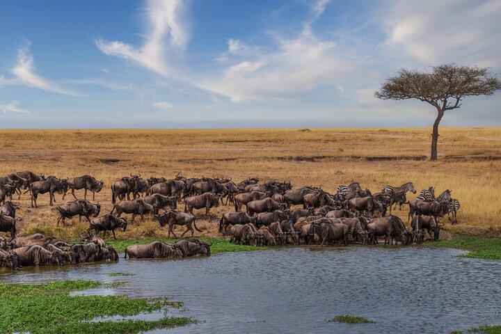 2 Day Fly In - Fly Out Zanzibar to Tarangire & Ngorongoro Safari