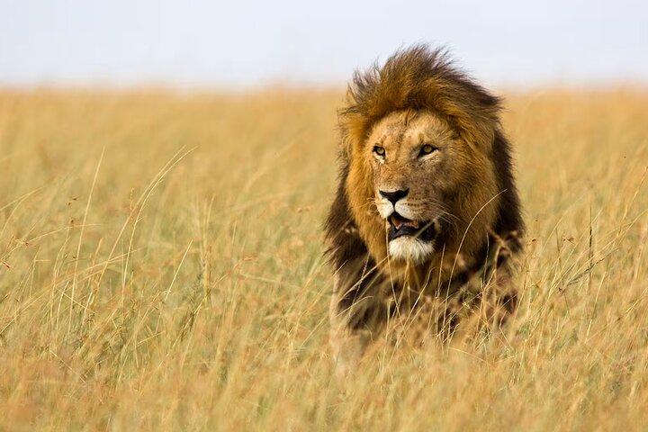 2 Day Fly In - Fly Out Zanzibar to Tarangire & Ngorongoro Safari