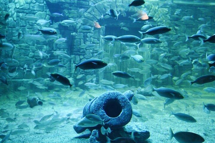 Viaport Aquarium Ticket with Optional Hotel Transfer