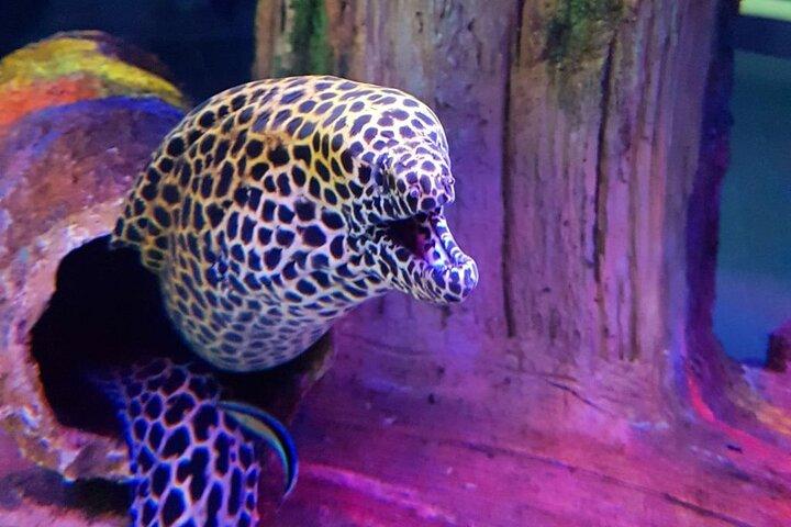 Viaport Aquarium Ticket with Optional Hotel Transfer
