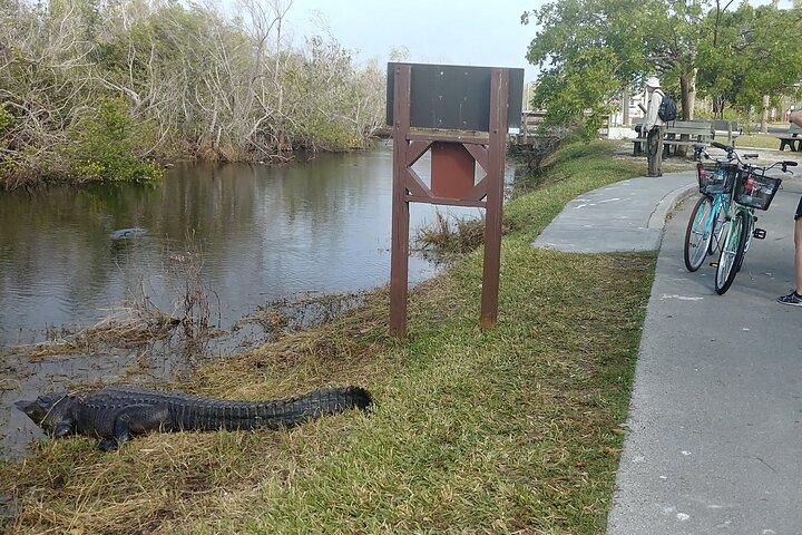 Everglades E-Bike Exploration with Airboat