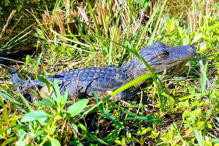Everglades E-Bike Exploration with Airboat