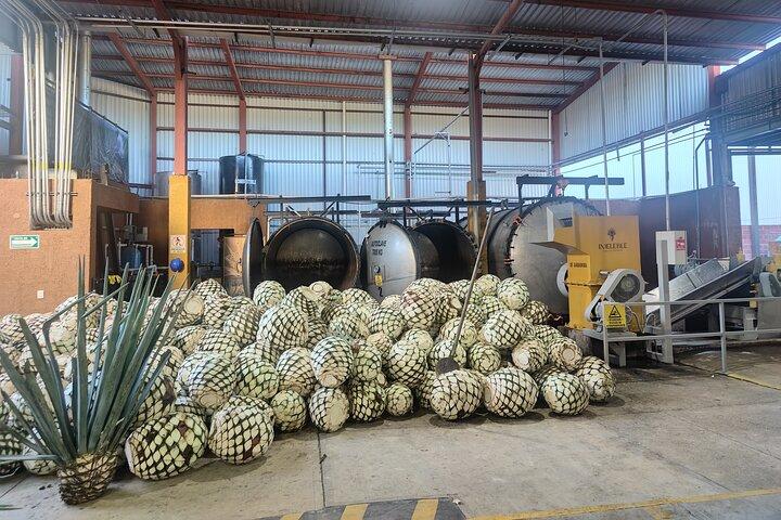 Tequila Jalisco Barrel Tour