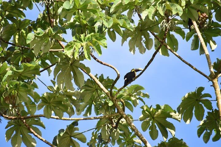 Peñas Blancas River: Wildlife Safari Experience by Raft