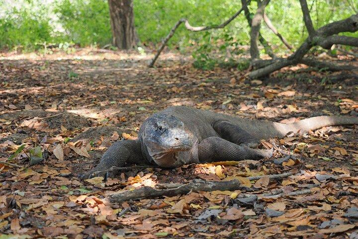 Labuan Bajo - Komodo multi day tour Using Luxury Pinishi Boat