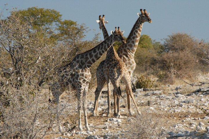 3 Days Etosha National Park Safaris