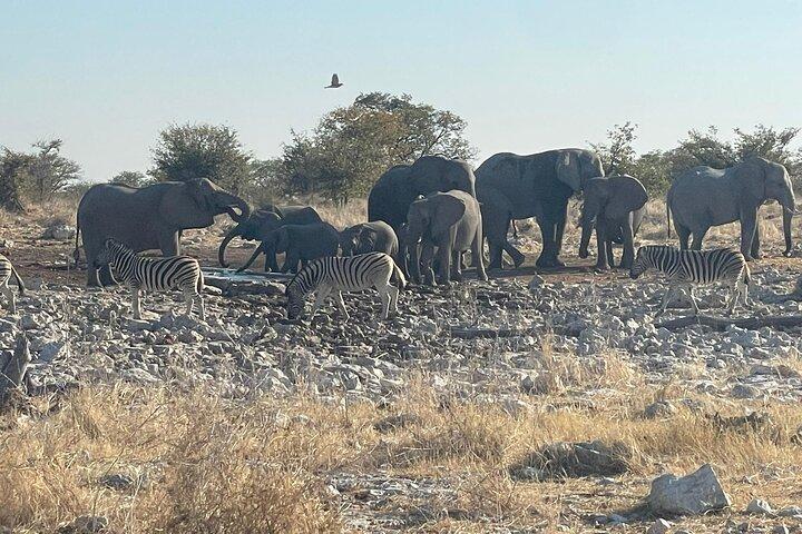3 Days Etosha National Park Safaris