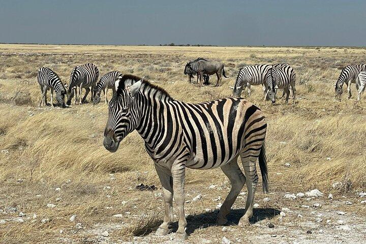 3 Days Etosha National Park Safaris