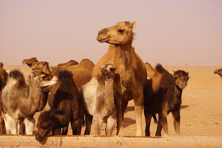 Desert & Waterfalls Adventure (5 Days)