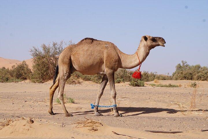 Desert & Waterfalls Adventure (5 Days)