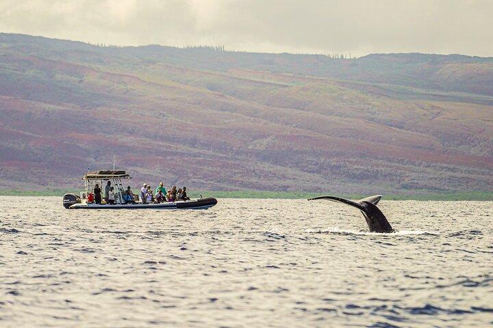 Maui Eco-Raft Tour: Eye-Level Whale or Dolphin Watching - Lahaina
