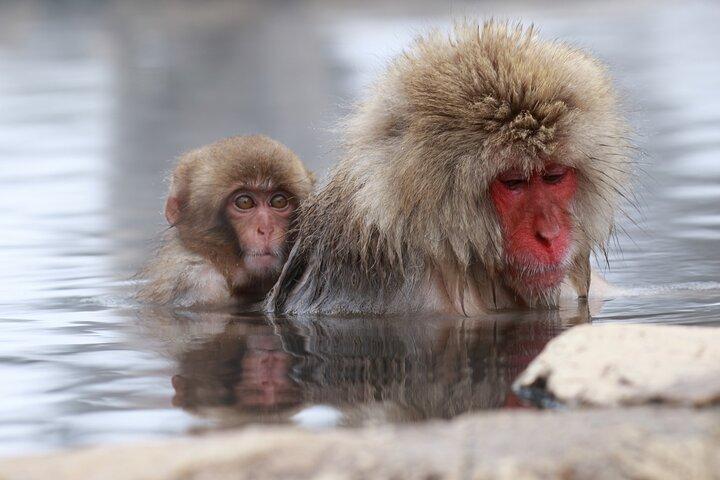 Nagano: Snow Monkeys of Jigokudani Guided Tour
