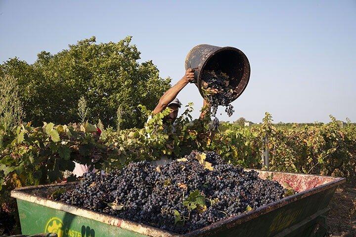 Guided tour through the vineyards with local wine tasting