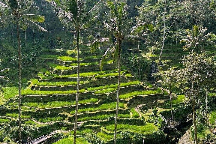 Ubud Monkey Forest, Tegalalang Rice Terrace & Tirta Empul Temple