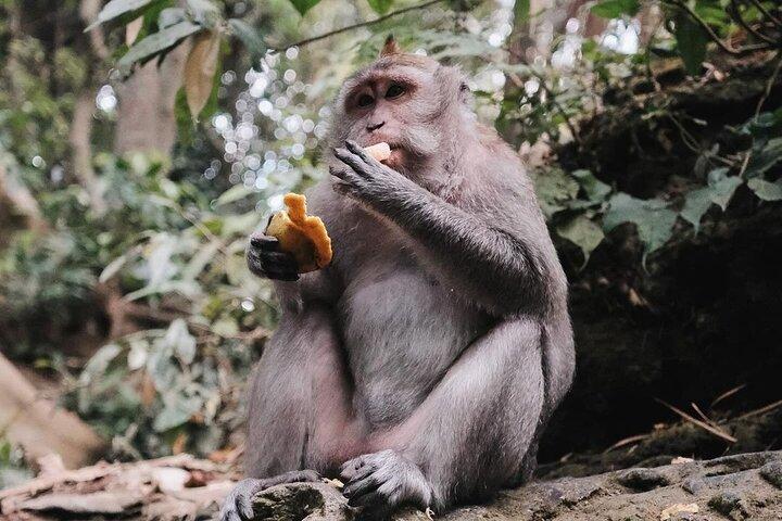 Ubud Monkey Forest, Tegalalang Rice Terrace & Tirta Empul Temple