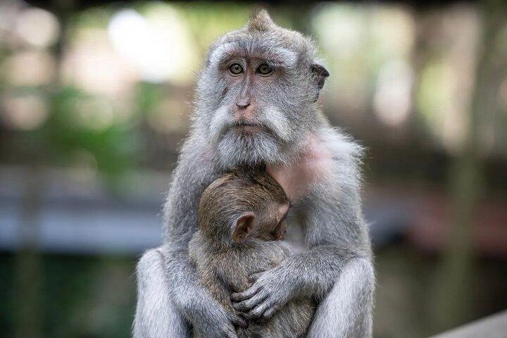 Ubud Monkey Forest, Tegalalang Rice Terrace & Tirta Empul Temple