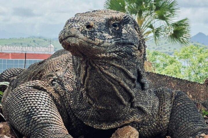 Private Speedboat Fullday Komodo Tour