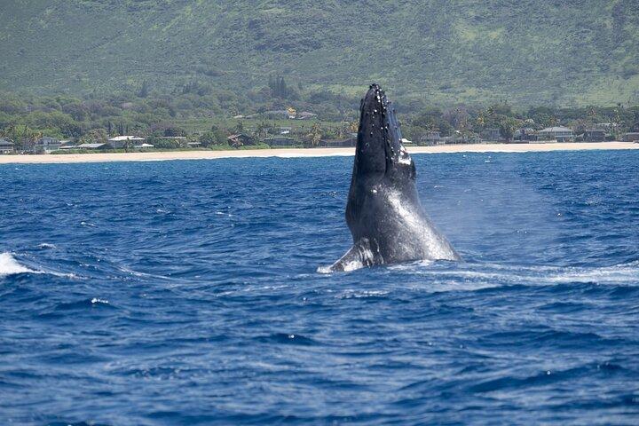 Whale Watching Tour - Big Island, Hawaii