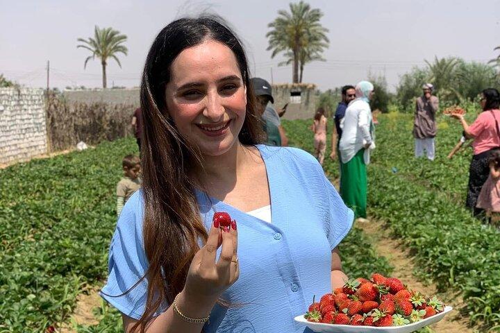 Shagie Farms Eco-Tourism Strawberry Picking Experience from Cairo