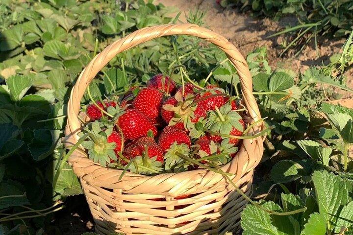 Shagie Farms Eco-Tourism Strawberry Picking Experience from Cairo