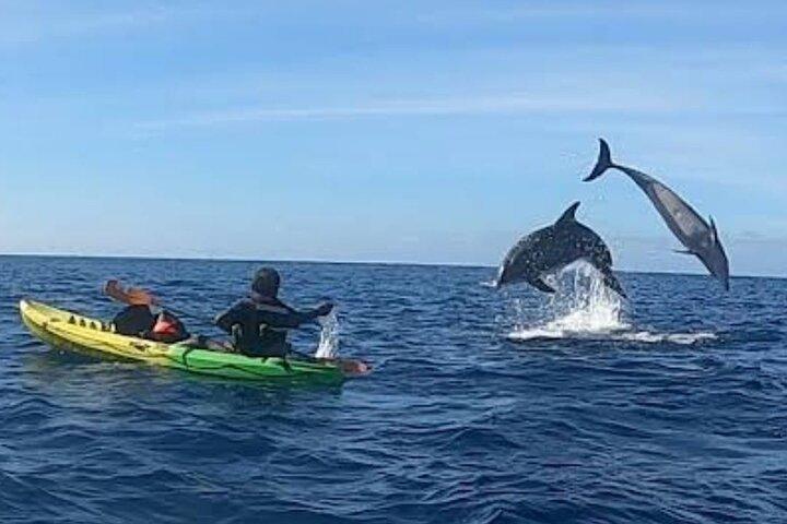 Turtle and Dolphin Watching Kayaking and Snorkeling Tour