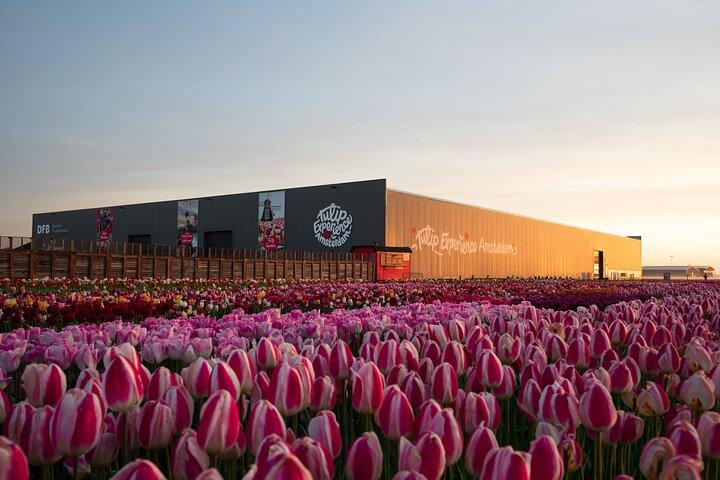 Amsterdam: Half Day Tour Tulip Fields and Tulip Experience