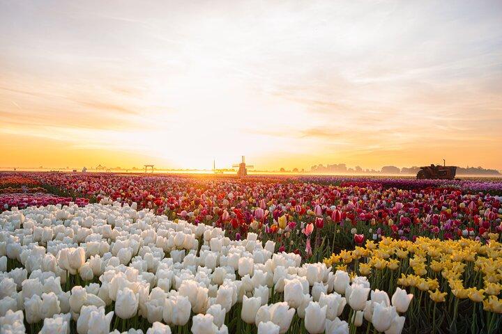 Amsterdam: Half Day Tour Tulip Fields and Tulip Experience