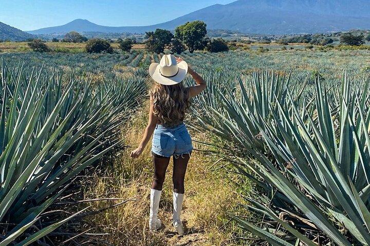 Tequila Pueblo Mágico Tour desde Guadalajara