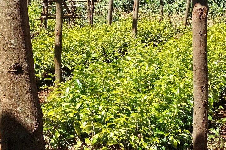Nairobi: Kiambethu Tea Farm Tour with Lunch