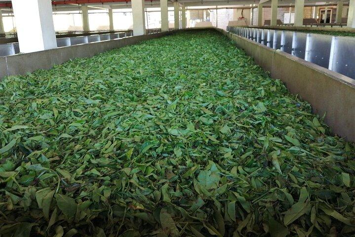 Nairobi: Kiambethu Tea Farm Tour with Lunch