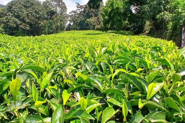 Nairobi: Kiambethu Tea Farm Tour with Lunch
